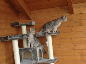 balou finn kratzbaum.jpg