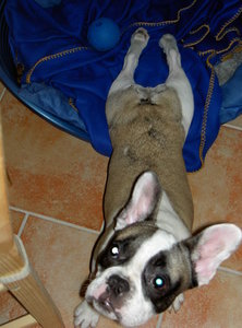 Katzenzubehör 047.jpg