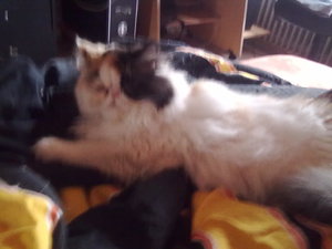 cremi hinterteil 193.jpg