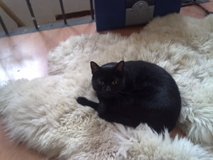 cremi hinterteil 197.jpg