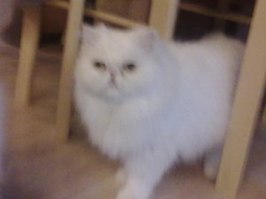 cremi hinterteil 360.jpg