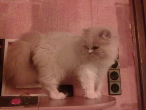 cremi hinterteil 032.jpg