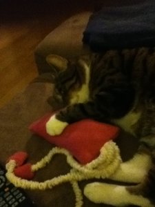 Nicky mit Kissen1.JPG