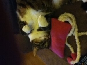 Nicky mit Kissen2.JPG