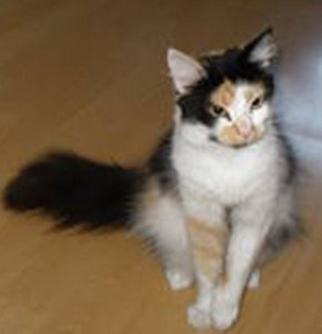 Bilder bei Kiras alten Besitzerin 2.jpg