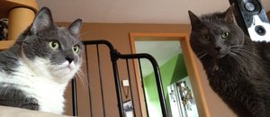 Luna und Pitù 2.JPG