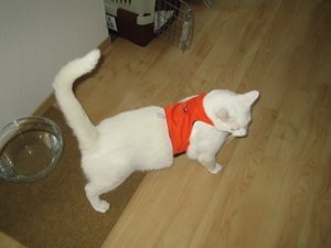 Die begrenzte Herbst- Winterkollektion die dritte 002.jpg