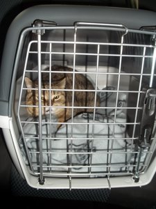 Leo am Tag der Abholung 29.4.2012.JPG