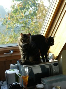 beide auf der Mirkowelle beim sonnen.jpg