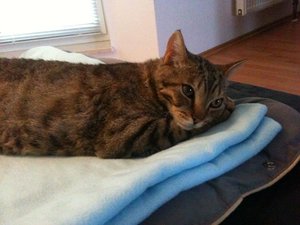 Foto 25.07.11 20 09 04.jpg