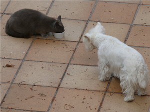 Moritz und Silva002.jpg