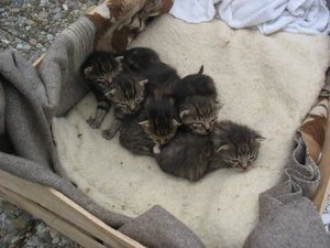 Mutterkätzchens 5 Junge.JPG