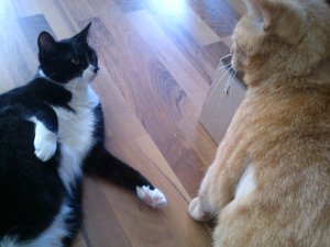 Minka und Hector.jpg