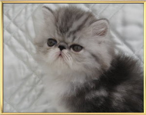 Munis Kopf 14.4.12.jpg