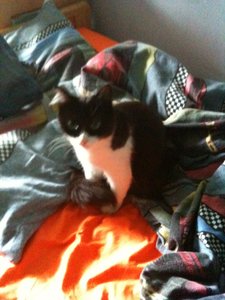 Bowiepennnase 003.JPG