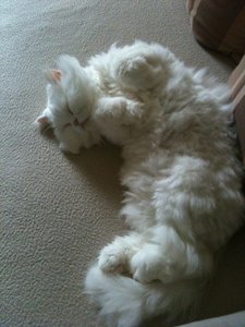 Bowiepennnase 009.JPG