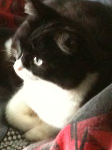 Bowiepennnase 010.JPG