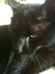 Bowiepennnase 014.JPG