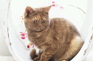 katze cinamon 049_1.JPG