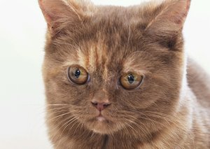 katze cinamon 025.JPG