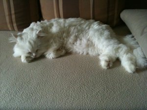 Bowiepennnase 001.JPG