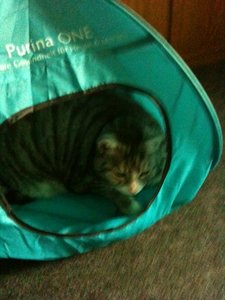 Bowiepennnase 005.JPG