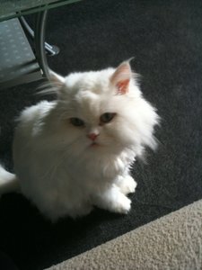 Bowiepennnase 016.JPG