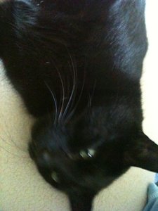 Bowiepennnase 020.JPG