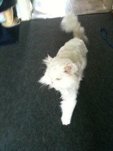 Bowiepennnase 032.JPG