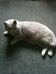 Bowiepennnase 008.JPG