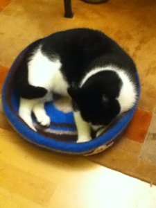 Hardy Nestchen 2.JPG