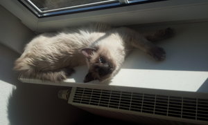 2012-03-25 10.31.33.jpg