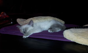 2011-12-02 19.05.17.jpg