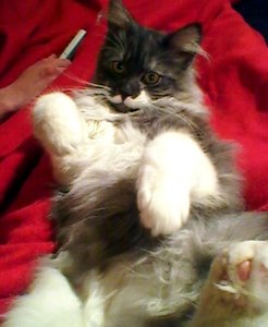 Bürtseübung II.jpg