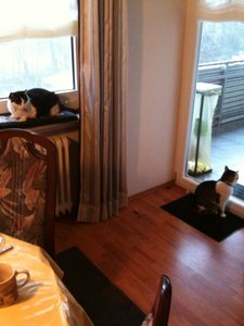 Strolch und Lisa 1.JPG