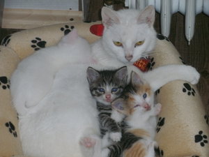 Kätzchen 12.06.2012 002.jpg