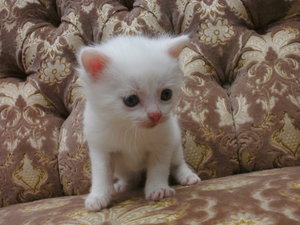 CACIB Neumünster & Archimedes 05.06.2012 068.jpg