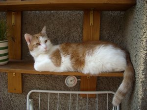 der erstgeborene.jpg