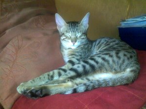 Katzen und mehr 240.jpg