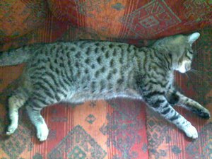 Katzen und mehr 479.jpg