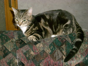 Happy auf der Couch Lehne 1.jpg