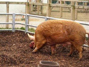 CIMG0069 (Klein).JPG