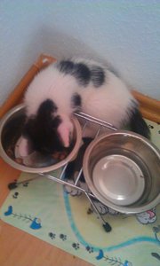 kira beim futtern.jpg