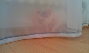 Kira hinterm Vorhang.jpg