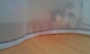 Nala hinterm Vorhang.jpg