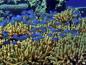 mini-Blaue Fische.jpg