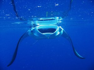 mini-Manta4 bearbeitet.jpg