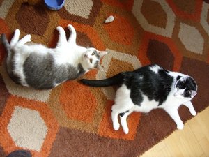 Nova und Bonny 1.JPG