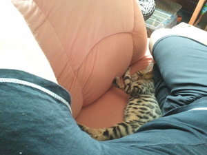 Aragon mit drei Monaten_4.jpg