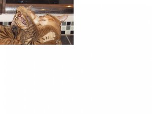 Charlie und Finny.jpg